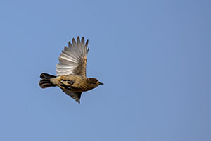 2020年北京市东城区税务师报名是在哪天？